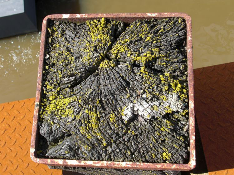 Fossile